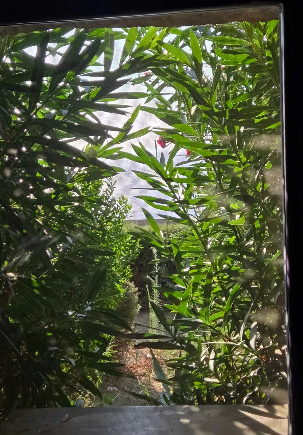 window1
